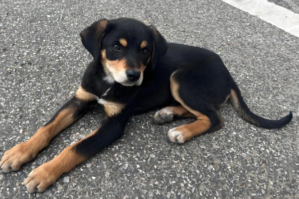 狗肠胃炎怎么办,腹泻时可使用蒙脱石散