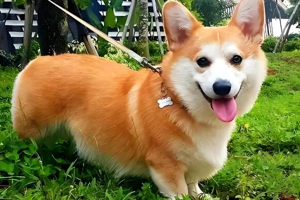 狗肠胃炎怎么办,腹泻时可使用蒙脱石散