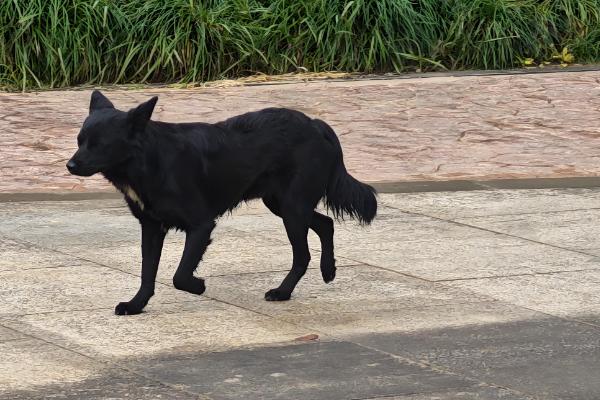 狗肠胃炎怎么办,腹泻时可使用蒙脱石散