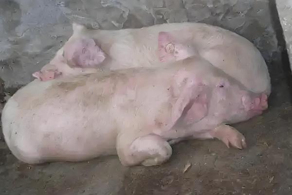 非洲猪瘟怎么防控,出现症状时要及时隔离