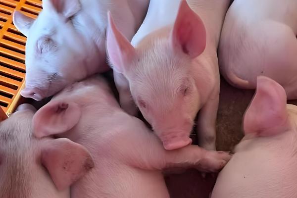 非洲猪瘟怎么防控,出现症状时要及时隔离