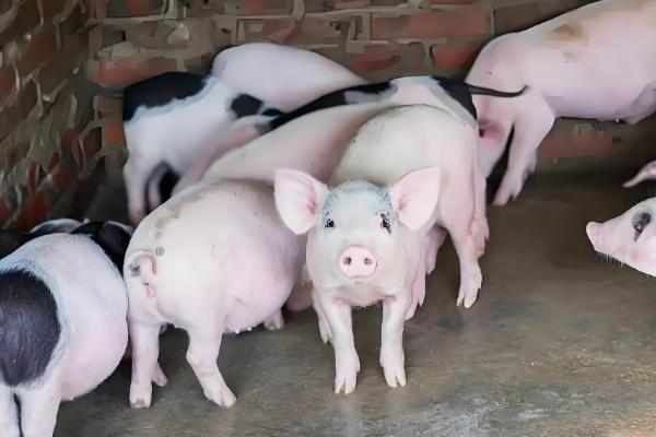 非洲猪瘟怎么防控,出现症状时要及时隔离