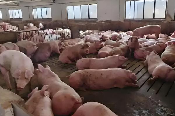 非洲猪瘟怎么防控,出现症状时要及时隔离