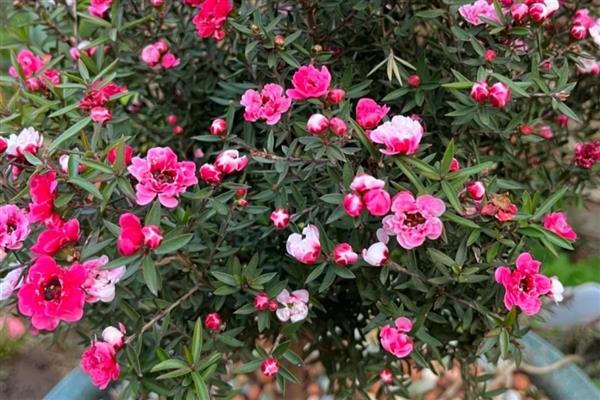 盆栽松红梅如何养护,生长适温为18℃-25℃