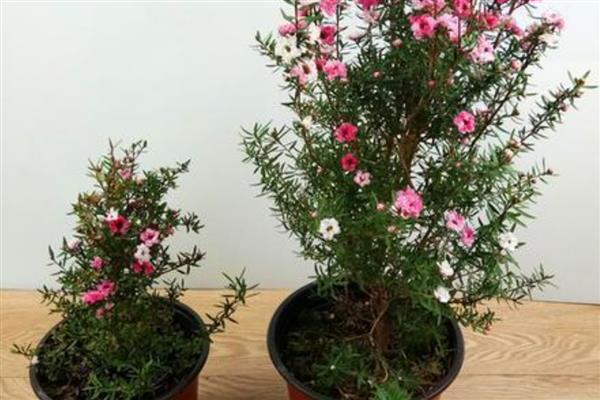 盆栽松红梅如何养护,生长适温为18℃-25℃