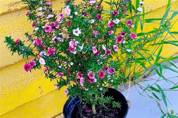 盆栽松红梅如何养护,生长适温为18℃-25℃