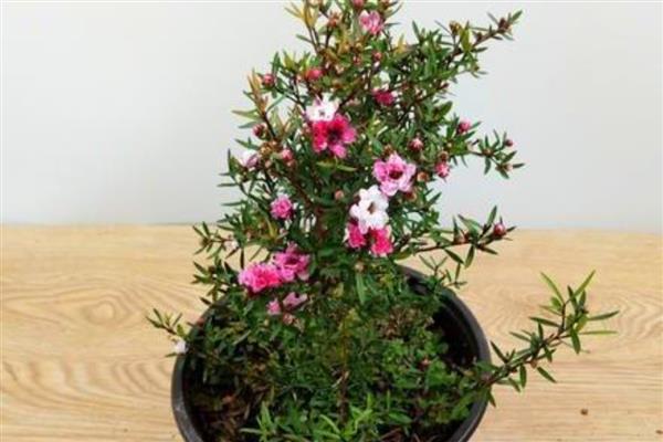 盆栽松红梅如何养护,生长适温为18℃-25℃