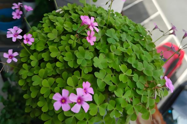 醡浆草与酢浆草的区别，没有区别