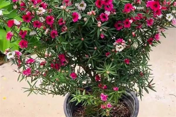 盆栽松红梅如何养护,生长适温为18℃-25℃