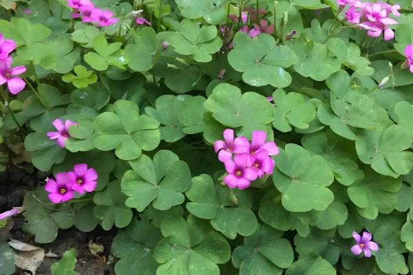 醡浆草与酢浆草的区别，没有区别