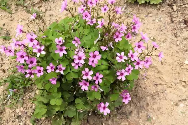 醡浆草与酢浆草的区别，没有区别