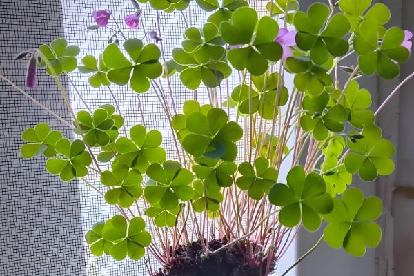 醡浆草与酢浆草的区别，没有区别