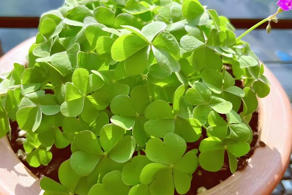 醡浆草与酢浆草的区别，没有区别