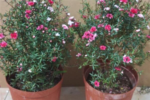 盆栽松红梅如何养护,生长适温为18℃-25℃