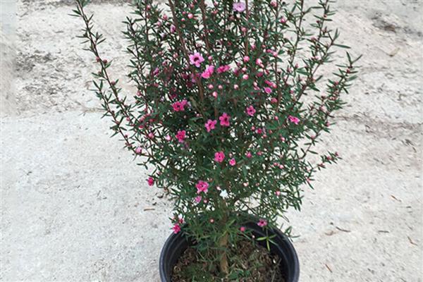 盆栽松红梅如何养护,生长适温为18℃-25℃