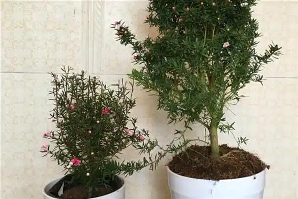 盆栽松红梅如何养护,生长适温为18℃-25℃