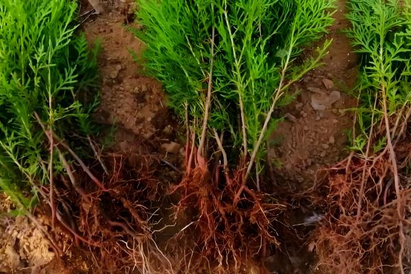 柏树移栽多长时间能缓过来，10-30天就能恢复