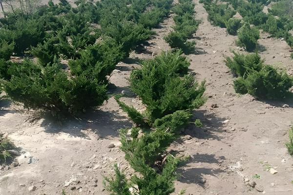 柏树移栽多长时间能缓过来，10-30天就能恢复