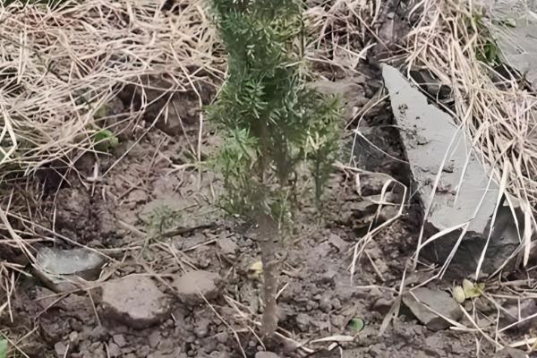 柏树移栽多长时间能缓过来，10-30天就能恢复