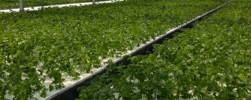 水培蔬菜的生产管理方法，一般在白天进行供液