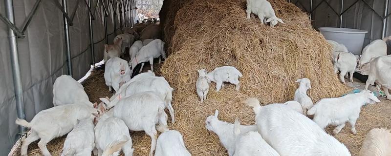 羊应该先喂草还是先喂料，先喂草再喂料可促进消化和吸收