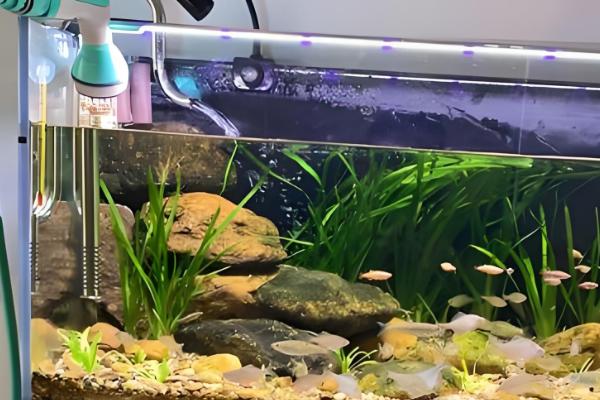 鱼缸鱼屎太多如何清理,可以在换水的时候进行清理