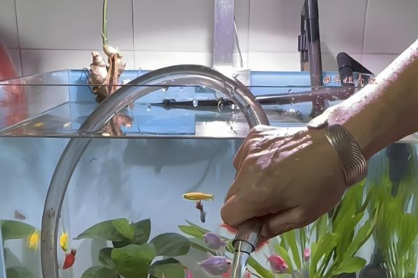 鱼缸鱼屎太多如何清理,可以在换水的时候进行清理