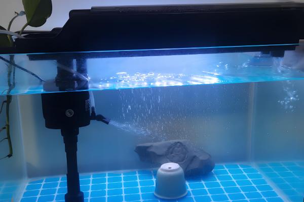 鱼缸鱼屎太多如何清理,可以在换水的时候进行清理