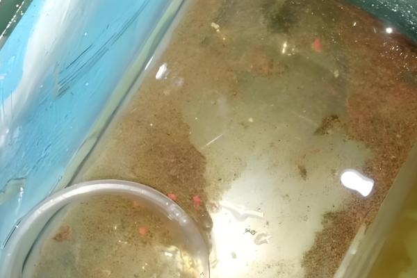 鱼缸鱼屎太多如何清理,可以在换水的时候进行清理