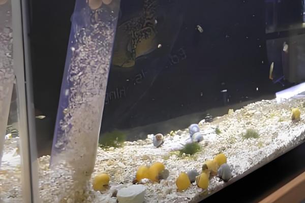 鱼缸鱼屎太多如何清理,可以在换水的时候进行清理