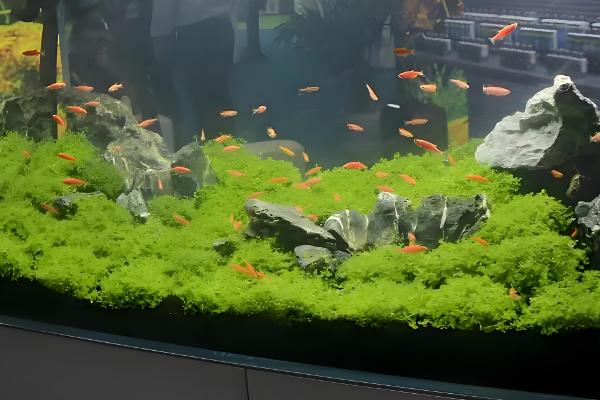 鱼缸鱼屎太多如何清理,可以在换水的时候进行清理