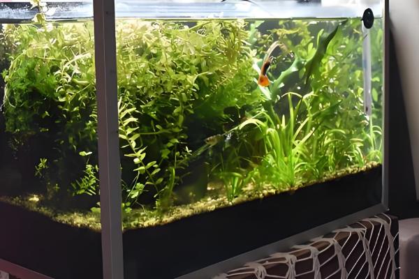 鱼缸鱼屎太多如何清理,可以在换水的时候进行清理