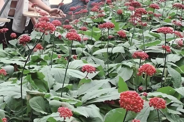 人参会不会跑,野生品种只能缓慢地移动