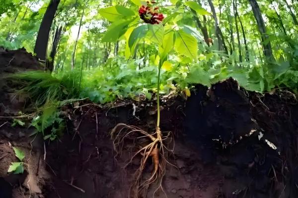 人参会不会跑,野生品种只能缓慢地移动