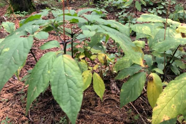 人参会不会跑,野生品种只能缓慢地移动