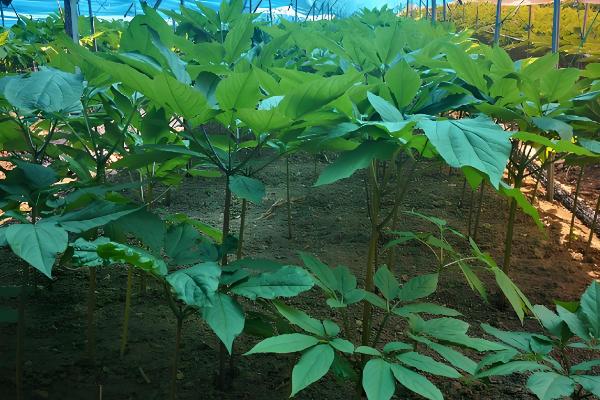 人参会不会跑,野生品种只能缓慢地移动