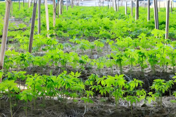 人参会不会跑,野生品种只能缓慢地移动