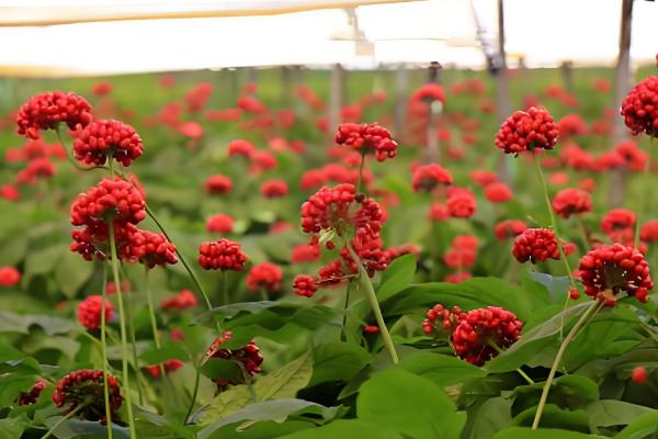 人参会不会跑,野生品种只能缓慢地移动