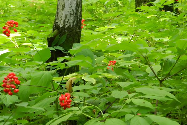 人参会不会跑,野生品种只能缓慢地移动