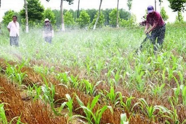 3月份能不能种玉米,春玉米可在3月中下旬前后种植