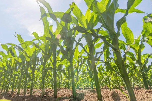 3月份能不能种玉米,春玉米可在3月中下旬前后种植