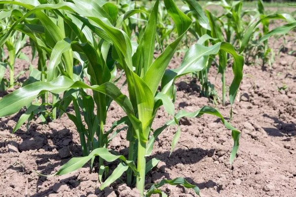 3月份能不能种玉米,春玉米可在3月中下旬前后种植