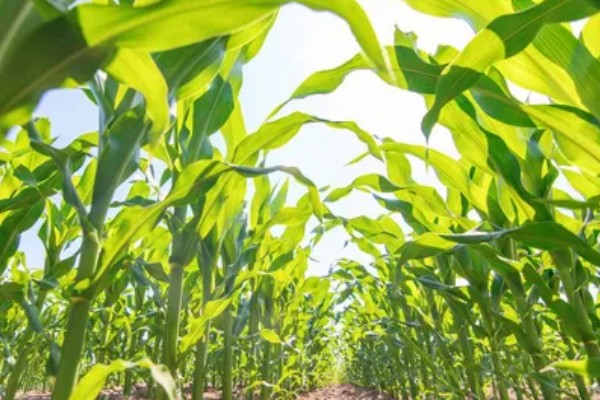 3月份能不能种玉米,春玉米可在3月中下旬前后种植