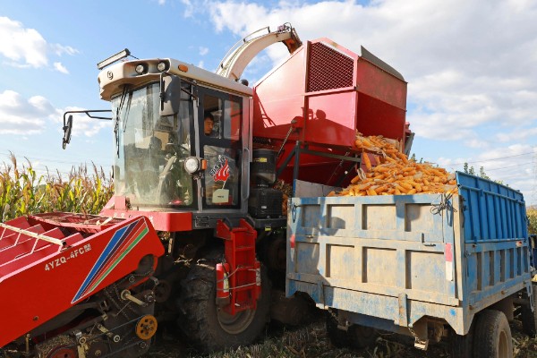 3月份能不能种玉米,春玉米可在3月中下旬前后种植