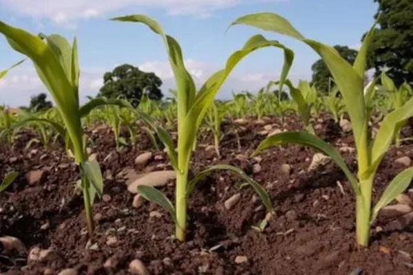 3月份能不能种玉米,春玉米可在3月中下旬前后种植