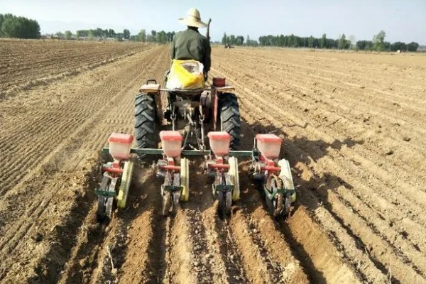 3月份能不能种玉米,春玉米可在3月中下旬前后种植