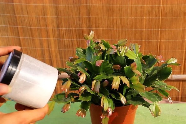 蟹爪兰有花苞了怎么养才能多开花，要为其提供充足的养分