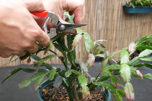 蟹爪兰有花苞了怎么养才能多开花，要为其提供充足的养分