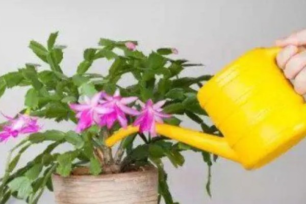 蟹爪兰有花苞了怎么养才能多开花，要为其提供充足的养分