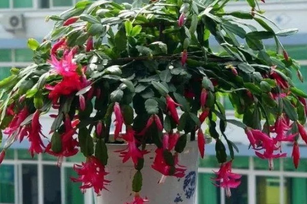 蟹爪兰有花苞了怎么养才能多开花，要为其提供充足的养分